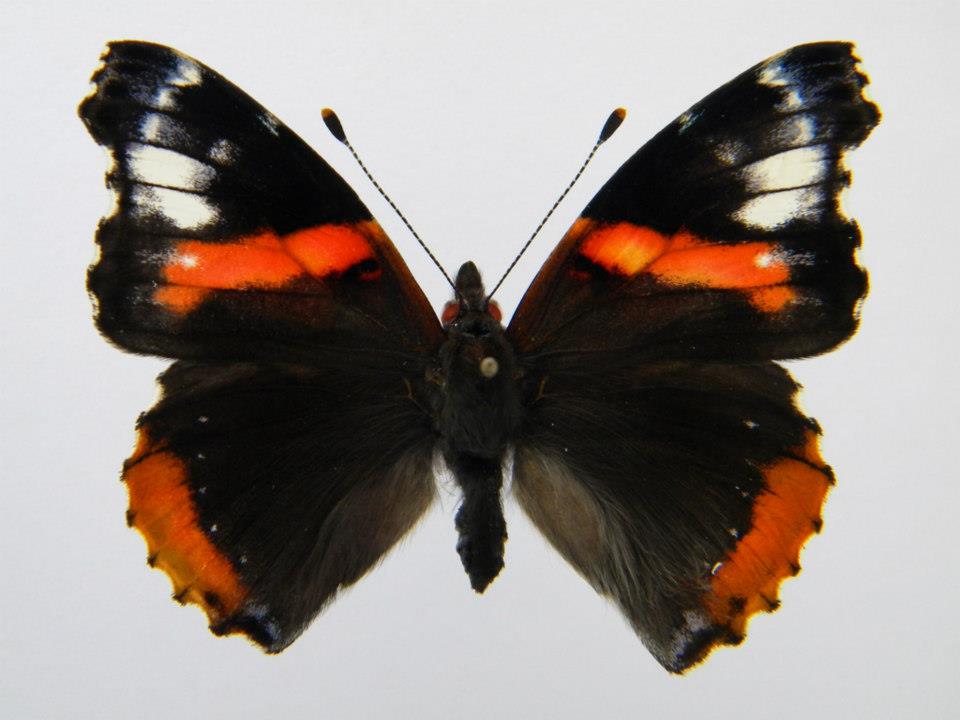 Vanessa atalanta (aberrant Slovakia, Chlaba, e.o., 5-18-2012) (Internet Image property of respective owner, non-commercial use only)